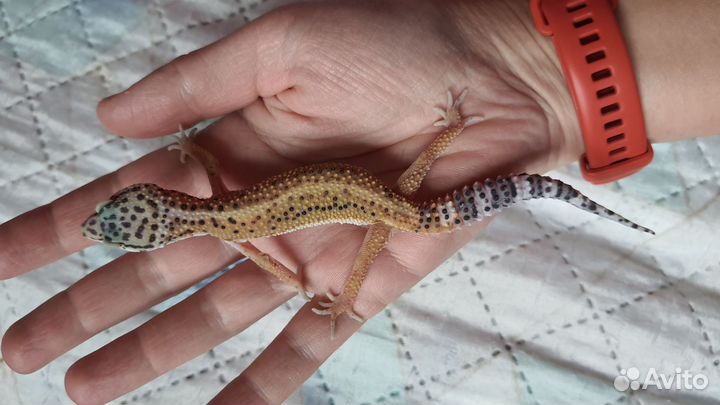 Эублефар самки и самцы 3-4 месяца