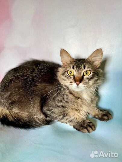 Котенок 8 мес