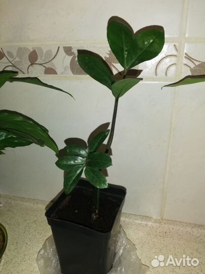 Замиокулькас