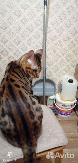 Бенгальский кот вязка