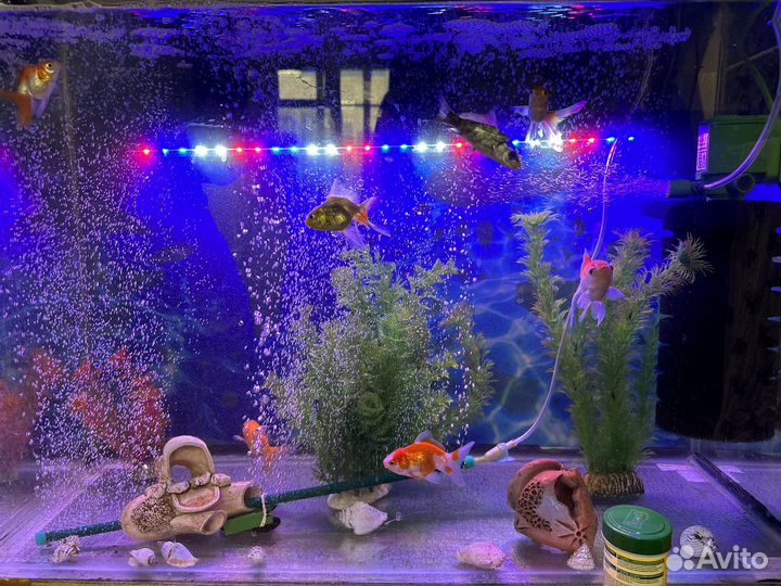 Рыбка золотая