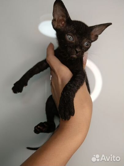 Велюровый сфинкс