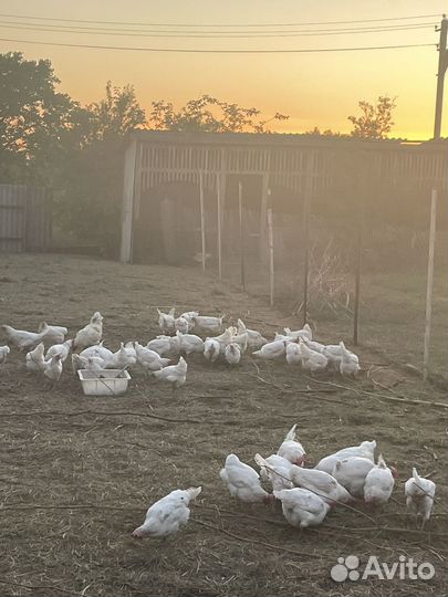 Куры несушки