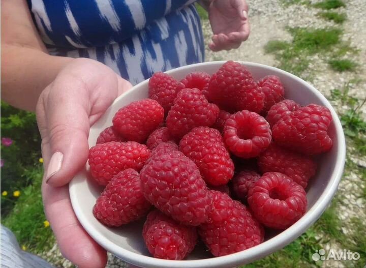 Малина, смородина, крыжовник