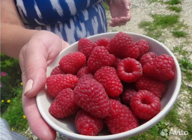 Малина, смородина, крыжовник