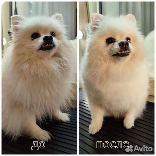 Грумер. стрижка собак и кошек. экспресс линька