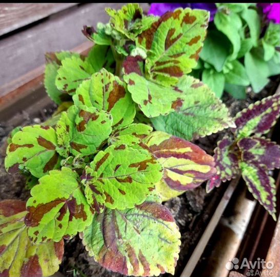 Колеусы коллекционные