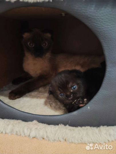 Кошки шотландцы