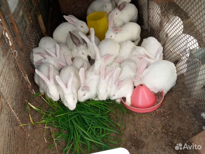 Крольчата
