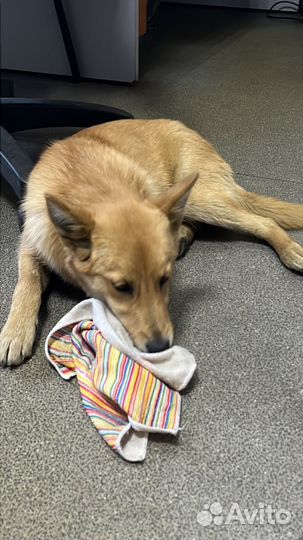 Ищем дом, для подростка девочки