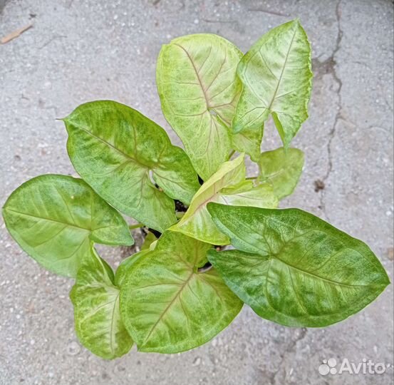 Сингониумы