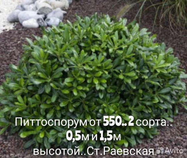 Падуб остролистный,османтус,питоспорум, османтус