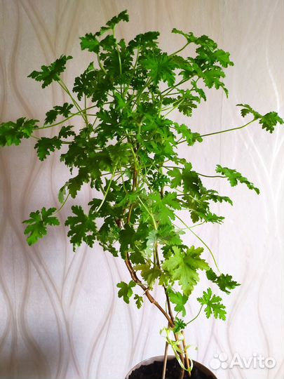 Герань душистая