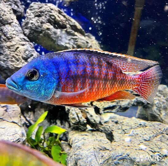 Яркие Малавийские Цихлиды