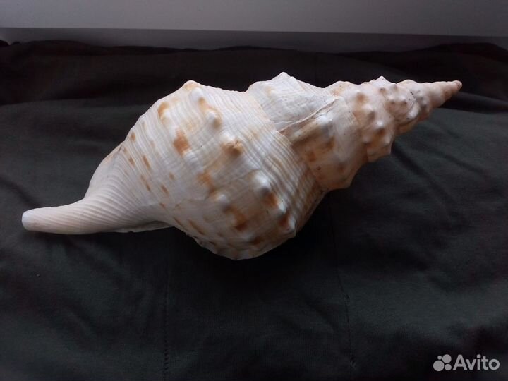 Раковина ракушка Charonia lampas gold 263 mm