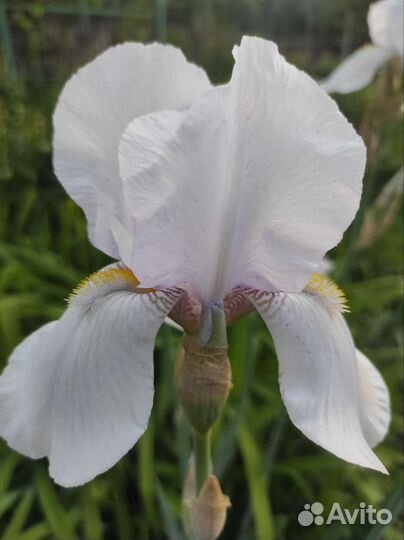 Ирисы жёлтые, фиолетовые, белые