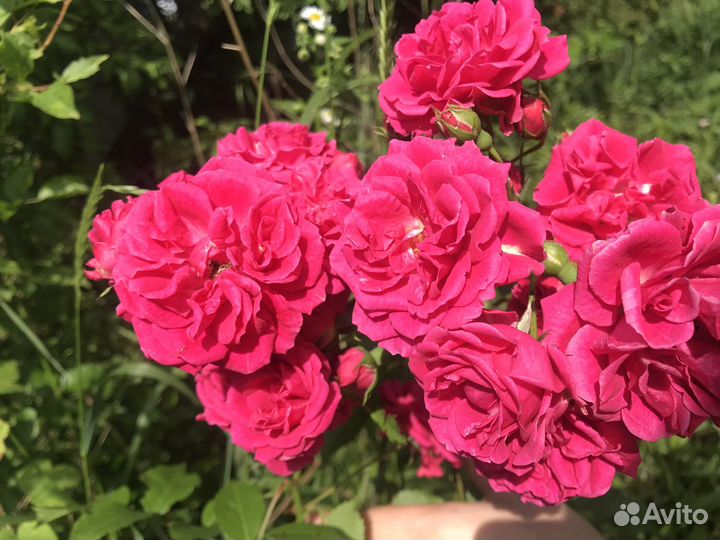 Саженцы роз