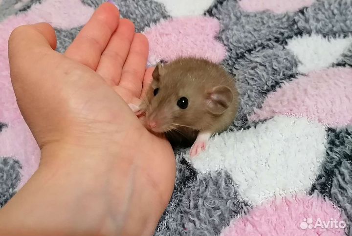 Рекс крысята Дамбо шоколад крыса