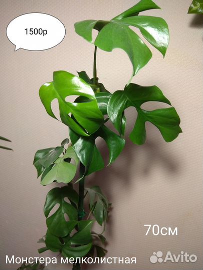 Монстера мелколистная