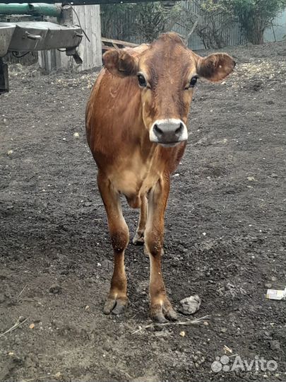 Джерсейская телочка