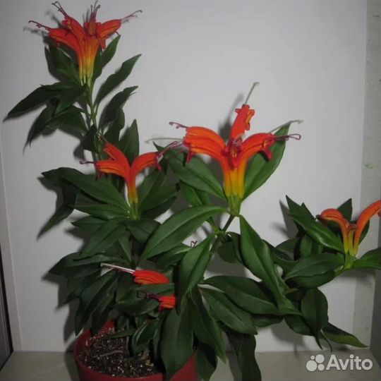 Эсхинантус