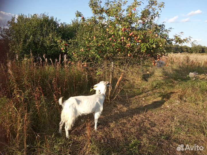 Молоко козье,детский творожок