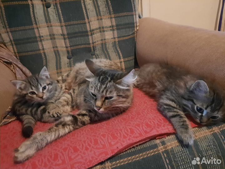 Умные котята
