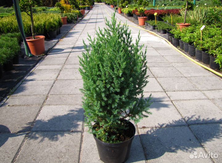 Можжевельник