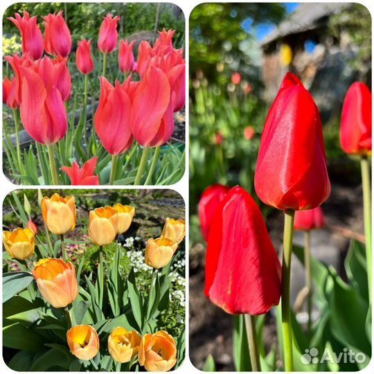 Тюльпаны луковицы