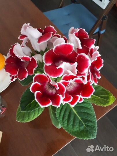 Комнатные цветы