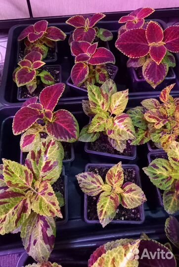 Гипоэстес, колеус