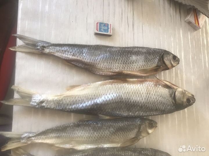 Рыба кутум