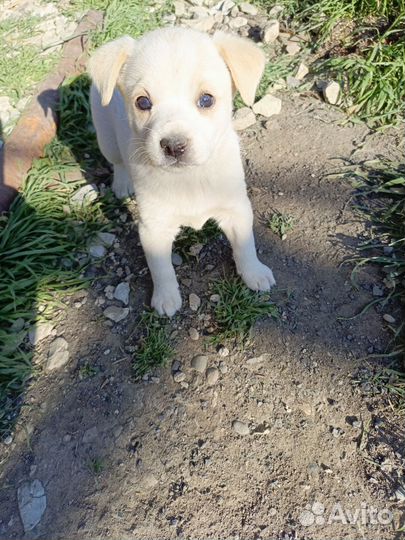 Собаки только в добрые руки