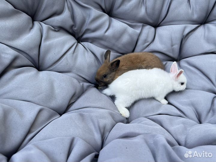 Декоративные кролики