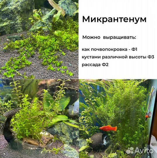 Зеленоград. Растения для аквариум