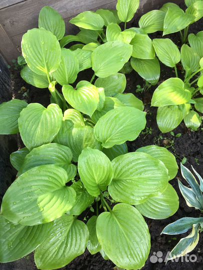 Хоста растение