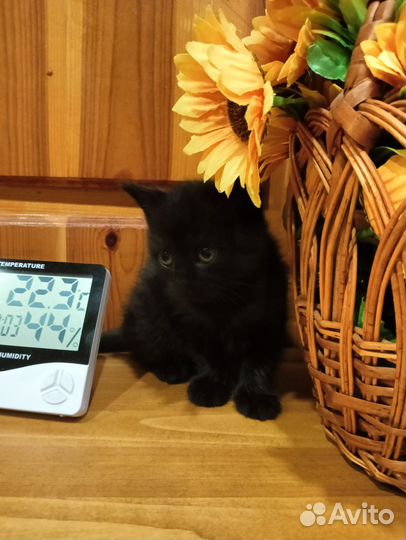 Котенок в добрые руки