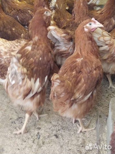 Куры- несушки. Бройлеры круглый год, Цыплята разн