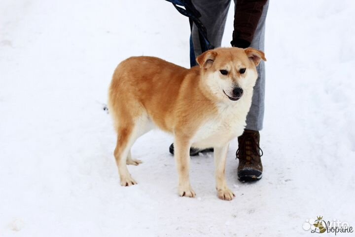 Собака-улыбака