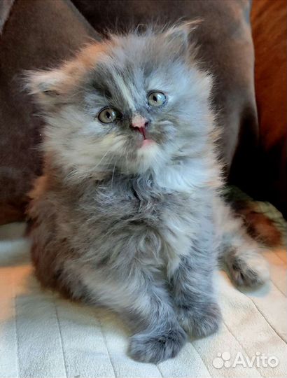 Персидский котëнок девочка