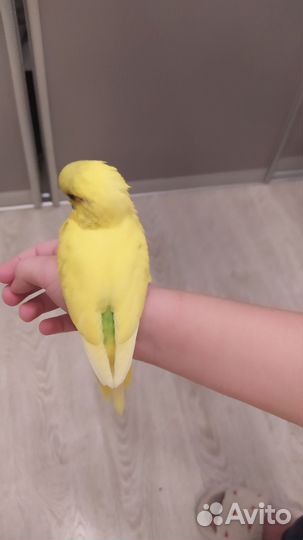 Птенцы волнистого попугая