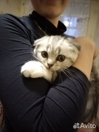 Продам котенка