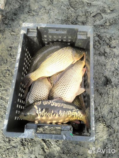 Живая рыба оптом карп