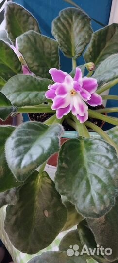 Фиалки цветущие в горшке