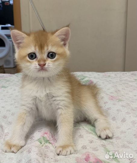 Британская короткошерстная золотая шиншилла