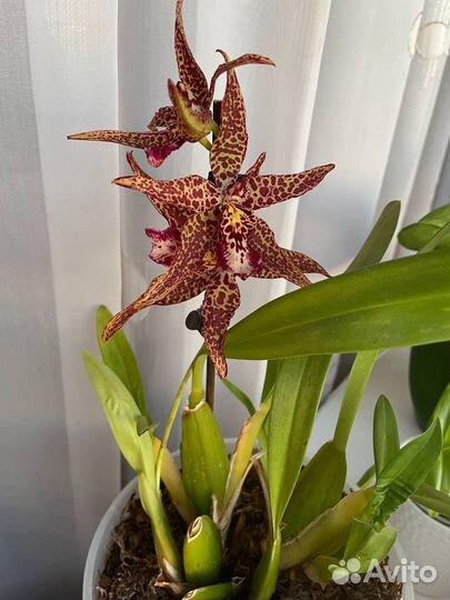 Орхидея камбрия