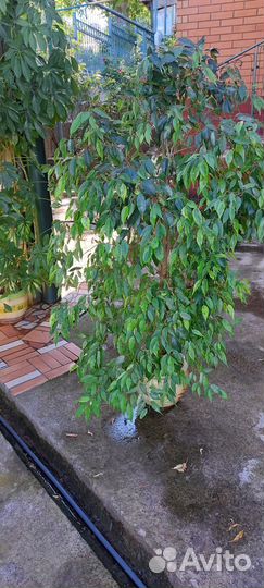 Комнатные растения