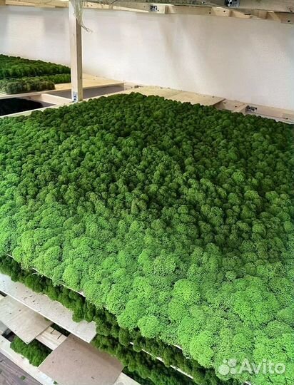 Стабилизированный мох панно