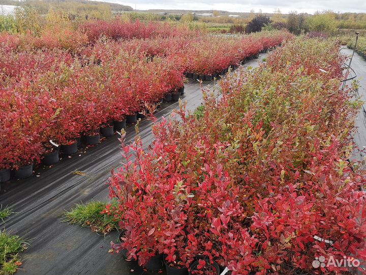 Саженцы голубики