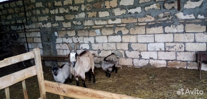 Козёл, коза и козлята